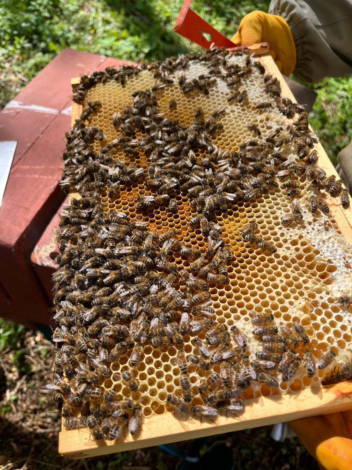 A frame of honeybees held in the woodland apiary
